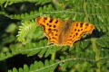 dscf0264