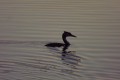 dscf1322