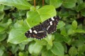 dscf9284