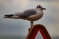 img_1756
