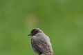 img_2427