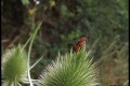 miniature