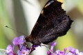 papillon-1-29