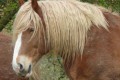 cheval