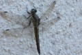 libellule