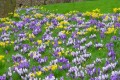 fleurs au château Bressuire 