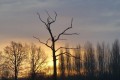Pescalis 01/2020