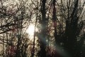 Pescalis 01/2020