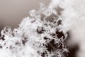 Flocons