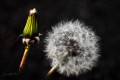 Taraxacum