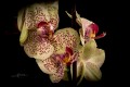 Orchidée